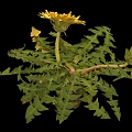 Fresh Dandelion Plant With Bright Yellow Flowers And Serrated Green Leaves