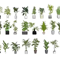 Various Decorative Potted Bonsai Plants With Green Foliage And Different Pots