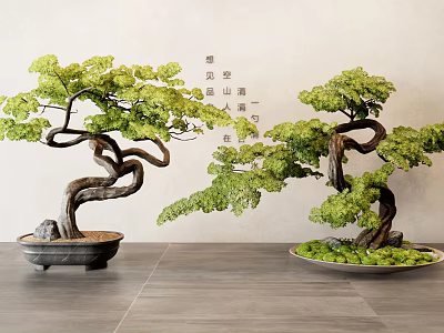 Artistic Bonsai Trees With Green Foliage And Curved Trunks In Indoor Potted 3d model