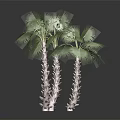 Three Palm Trees With Textured Trunks And Green Fronds On Dark Background