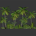 Lush Tropical Plants With Palm Trees And Green Foliage In Natural Setting
