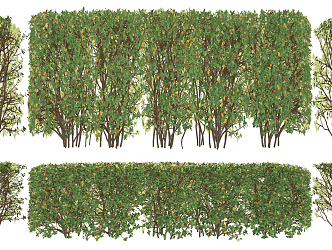 Modern shrub hedge shrub plant shaping hedge landscape wall 3d model