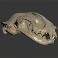 Detailed Animal Skull With White Skeletal Features And Sharp Teeth On Dark Background