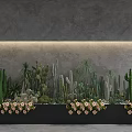Diverse Cactus Succulent Plant Combination in Planter Boxes with Gray Wall Pink White Flowers