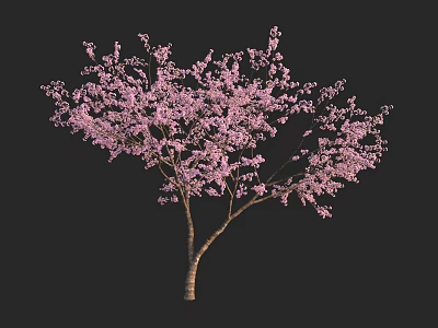 Pink Flowering Arbor with Dense Pink Blossoms and Brown Trunk Against Black Background 3d model