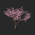 Pink Flowering Arbor with Dense Pink Blossoms and Brown Trunk Against Black Background