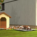 Cozy Residential Building Exterior With Wooden Dog House Dog Lying On Grass And Orange Tree