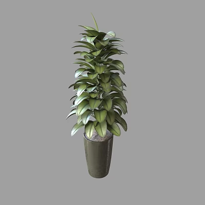 Tall Indoor Potted Plant with Lush Green Leaves in Dark Ceramic Pot 3d model