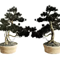 Two Decorative Bonsai Pine Trees In Light Colored Ceramic Pots 3d model