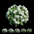 Fresh Blooming White Hydrangea Flowers With Green Leaves And Dense Clusters