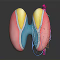 3D Rendered Human Brain Model With Colored Regions And Colorful Connecting Lines On Black Background