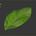 Fresh Green Plant Leaf with Natural Texture and Vibrant Color on Gray Background 3d model