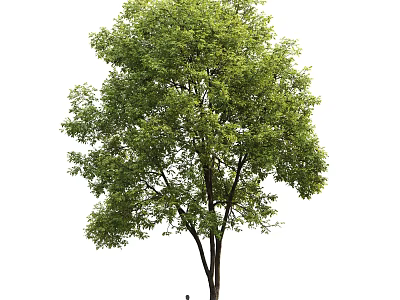 Lush Green Tree With Tall Trunk And Dense Canopy In Natural Outdoor Space 3d model