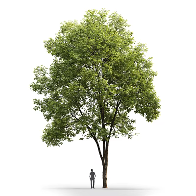 Modern Tree Outdoor Landscape Big Tree 3d model