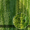 moss plant wall 3d model