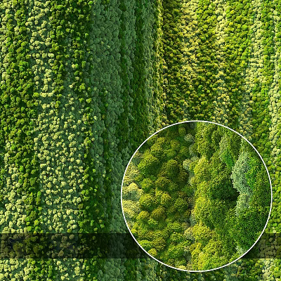 Vertical Living Plant Wall Design Featuring Lush Green Foliage And Dense Greenery 3d model