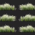 Ornamental Grasses with Green and White Foliage for Clump Forming Garden Landscaping Plants