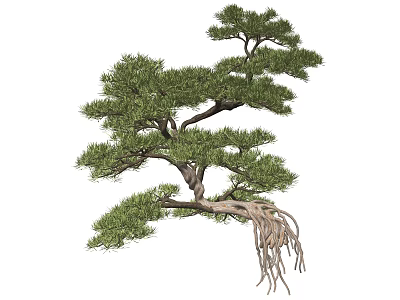 Arbor With Green Foliage Exposed Roots And Unique Branch Structure For Landscaping 3d model