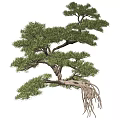 Arbor With Green Foliage Exposed Roots And Unique Branch Structure For Landscaping