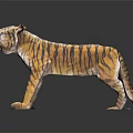 Decorative Striped Tiger Model In Standing Pose With Shiny Surface 3d model