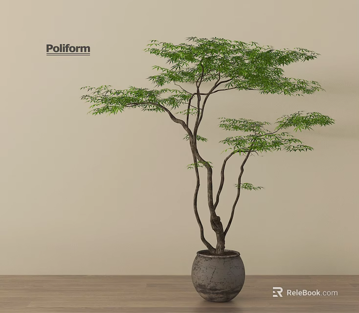 Bonsai Tree with Slender Trunks Lush Green Foliage in Gray Pot on Indoor Wooden Floor 3d model 