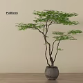 Bonsai Tree with Slender Trunks Lush Green Foliage in Gray Pot on Indoor Wooden Floor