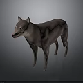Gray Dog in Standing Position with Realistic 3D Model and Gradient Background