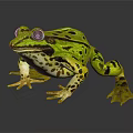Green Frog With Black Spots Large Eyes And Detailed Paws On Dark Background