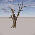 Isolated Dry Leafless Tree With Rough Bark Standing On Gray Background