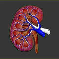 Realistic 3D Kidney Model Displaying Red Tissue Blue Vessels And White Structures 3d model