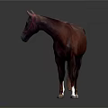 Brown Horse With White Hooves And Red Bridle In Studio Background