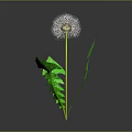 Vibrant Dandelion with Green Leaves and White Fluffy Seed Head on Dark Background with Reflection