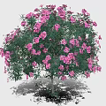 Pink Flower Tree With Edible Blossoms For Fresh Culinary Ingredients And Recipes