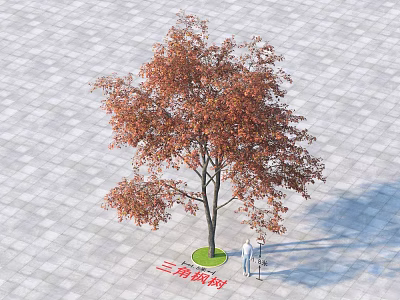 Triangular Maple Tree with Orange Red Leaves on Gray Tiled Ground and Two People Under 3d model