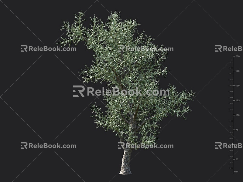 Silver Coral Tree Desert Plants Drought Tolerant Plants Sour Plants Sandy Plants Ornamental Plants Garden Plants Landscape Shrub Coral Tree 3d model