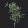 Silver Coral Tree Desert Plants Drought Tolerant Plants Sour Plants Sandy Plants Ornamental Plants Garden Plants Landscape Shrub Coral Tree 3d model