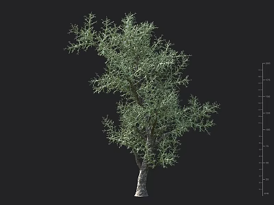 Tall Arbor With Green Foliage Gray Trunk And Height Measuring Scale 3d model