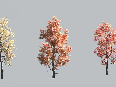 Three Autumn Trees With Yellow Orange Red Leaves Against Gray Background 3d model