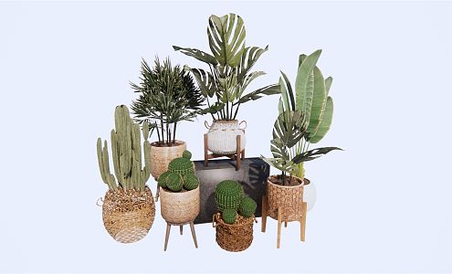 Nordic Potted Plant Green Plant Potted Flower Pot Banana Leaf Plant Cactus Flower Pot 3d model