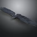 Dark Colored Eagle Flying With Spread Wings In Flight On Dark Gray Background