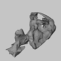Ancient Animal Skull Fossil With Large Fangs And Detailed Bone Structure