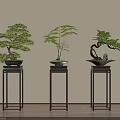 Bonsai Plants Displayed On Black Metal Stands Against Light Wall And Wooden Floor