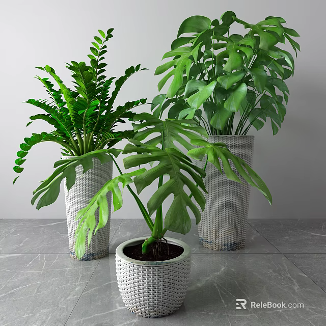 Decorative Indoor Potted Green Plants In White Woven Pots With Lush Foliage 3d model 
