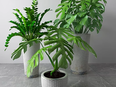 Decorative Indoor Potted Green Plants In White Woven Pots With Lush Foliage 3d model