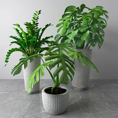 Decorative Indoor Potted Green Plants In White Woven Pots With Lush Foliage 3d model