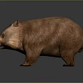 Brown Fluffy Wombat Standing On Dark Background With Realistic Texture 3d model