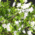 Lush Vine Adorned With White Flowers And Green Foliage