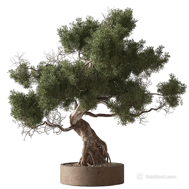 Artistic Bonsai Plant With Curved Trunk Exposed Roots And Lush Green Foliage 3d model 