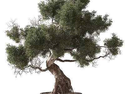 Artistic Bonsai Plant With Curved Trunk Exposed Roots And Lush Green Foliage 3d model