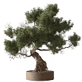 Artistic Bonsai Plant With Curved Trunk Exposed Roots And Lush Green Foliage